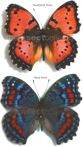 Precis (Junonia) octavia 