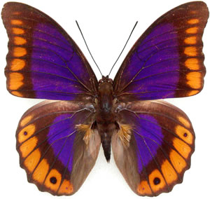 Prepona brooksiana