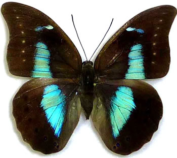 Prepona phaedra 