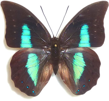 Prepona phaedra 