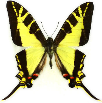 Protographium calliste 