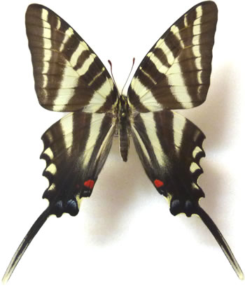 Protographium marcellus