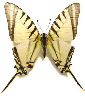 Protographium agesilaus 