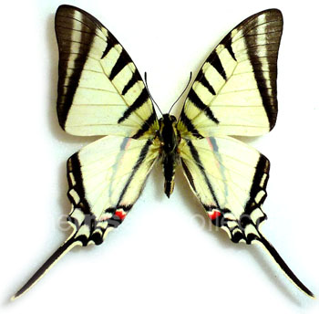 Protographium agesilaus 