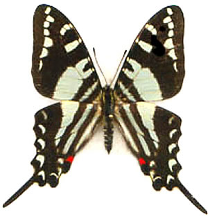 Protographium celadon