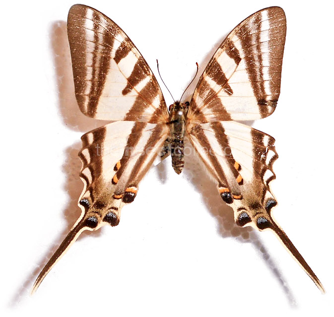 Protographium leosthenes 