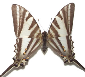 Protographium leosthenes 