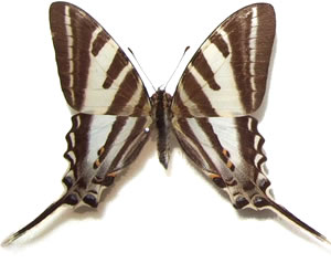 Protographium leosthenes 