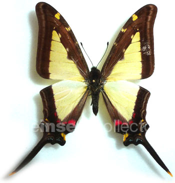 Protographium leucaspis