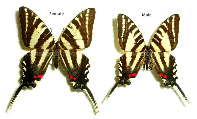 Protographium marcellus