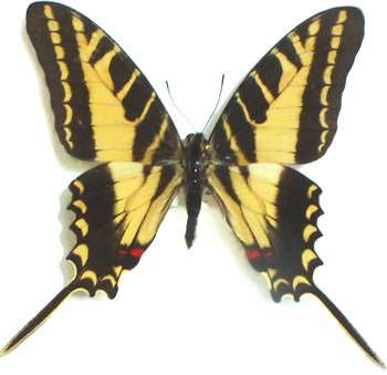 Protographium (philolaus) xanthicles 