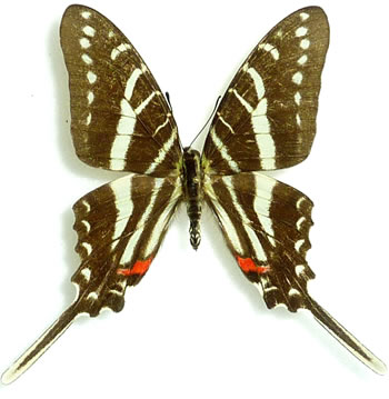 Protographium zonarius (=zonaria)