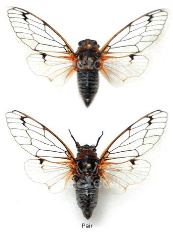 Psalmocharias plagifera