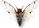 Psalmocharias plagifera