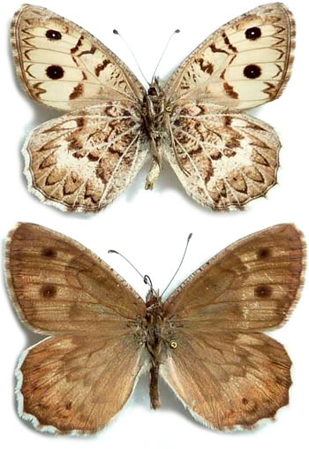 Pseudochazara geyeri