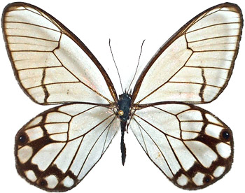 Pseudohaetera hypaesia