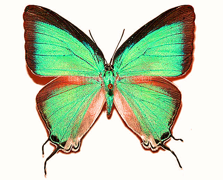 Pseudolycaena damo 