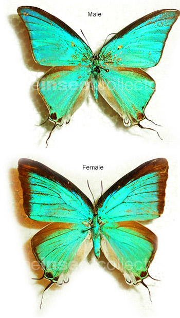 Pseudolycaena damo 