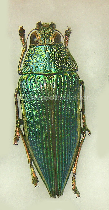 Psiloptera attenuata