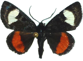 Psychomorpha epimenis