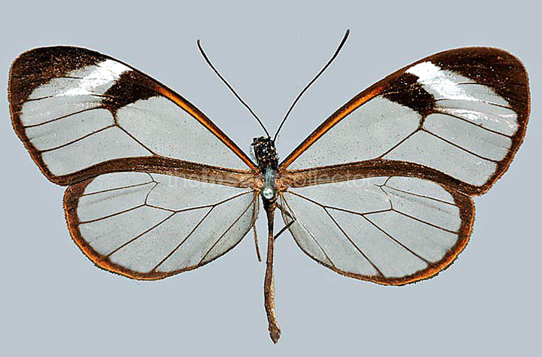 Pteronymia cotytto