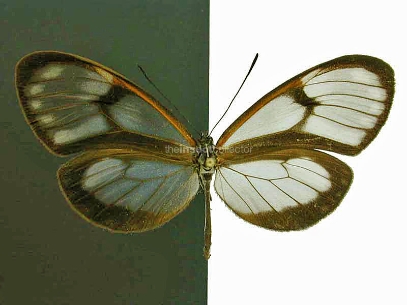 Pternonympha zerlina