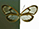 Pternonympha zerlina
