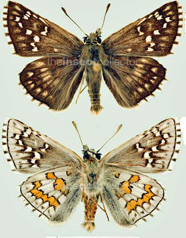 Pyrgus sidae