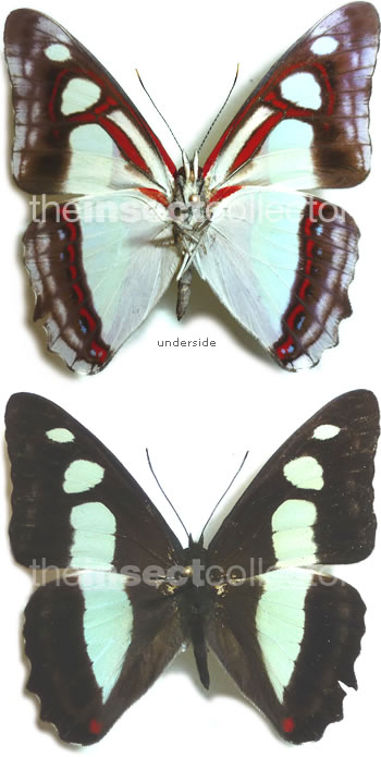 Pyrrhogra edocla 