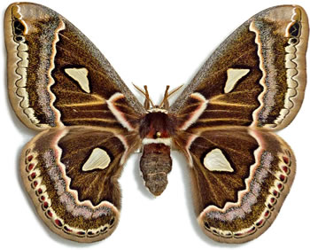 Rothschildia amoena 