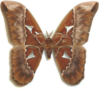 Rothschildia equatorialis (stat.nov.Brechlin & Meister, 2012)  