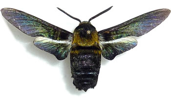 Sataspes leyteana (Brechlin, 2009) 