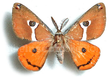 Saturnia albofasciata 