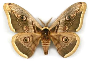 Saturnia pyri