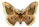 Saturnia pyri