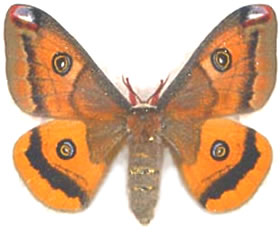 Saturnia walterorum