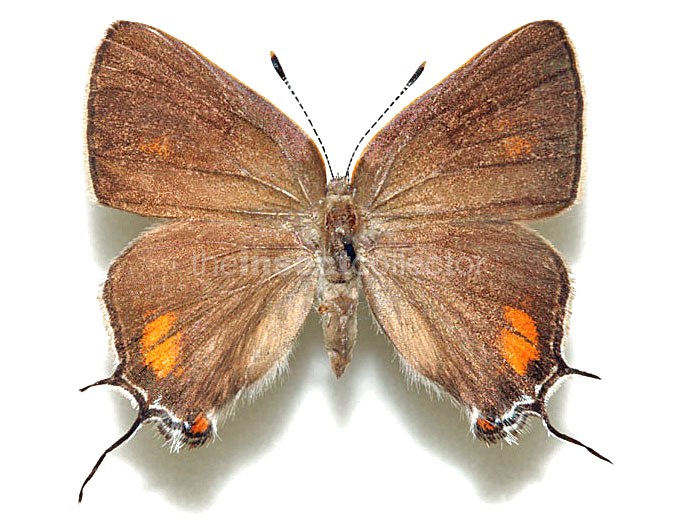 Satyrium favonius 