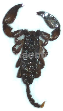 Scorpion sp.1 