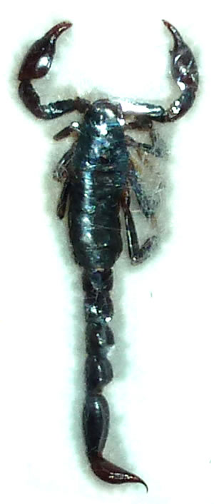 Scorpion small sp.1 