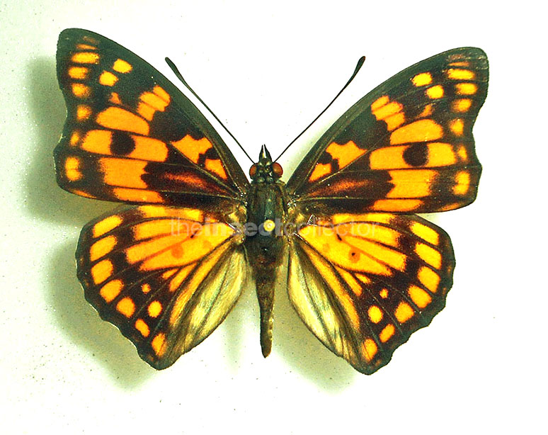 Sephisa princeps 