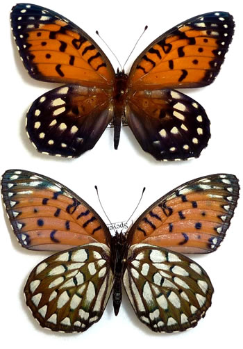 Speyeria idalia