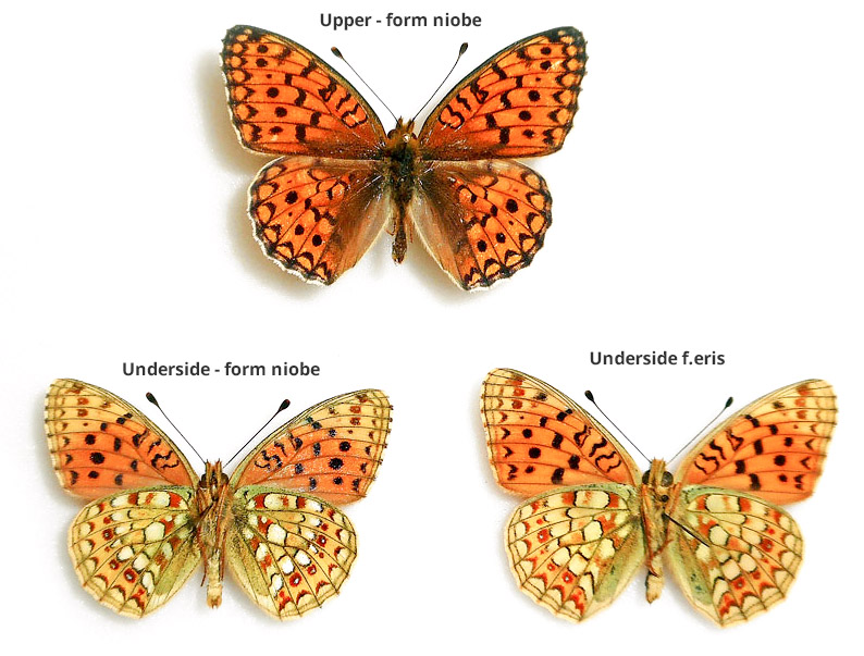 Argynnis niobe