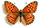 Argynnis niobe