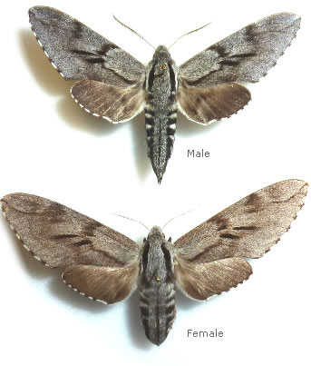 Sphinx maurorum 