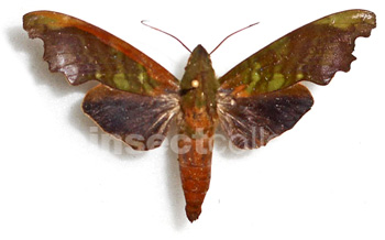 Stolidoptera tachasara 