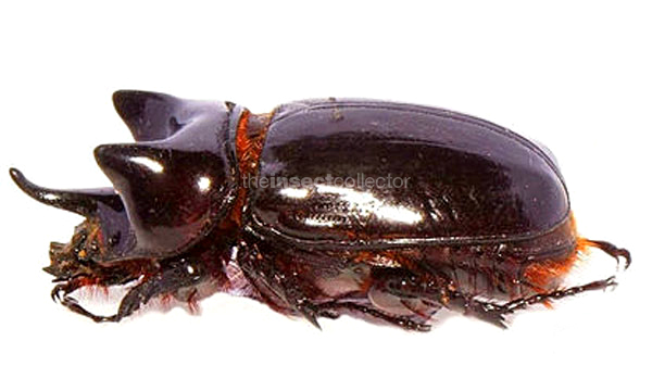 Strategus longichomperus (52mm)