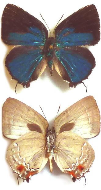 Strephonota syedra