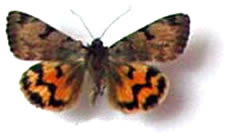 Synedoida ochracea 