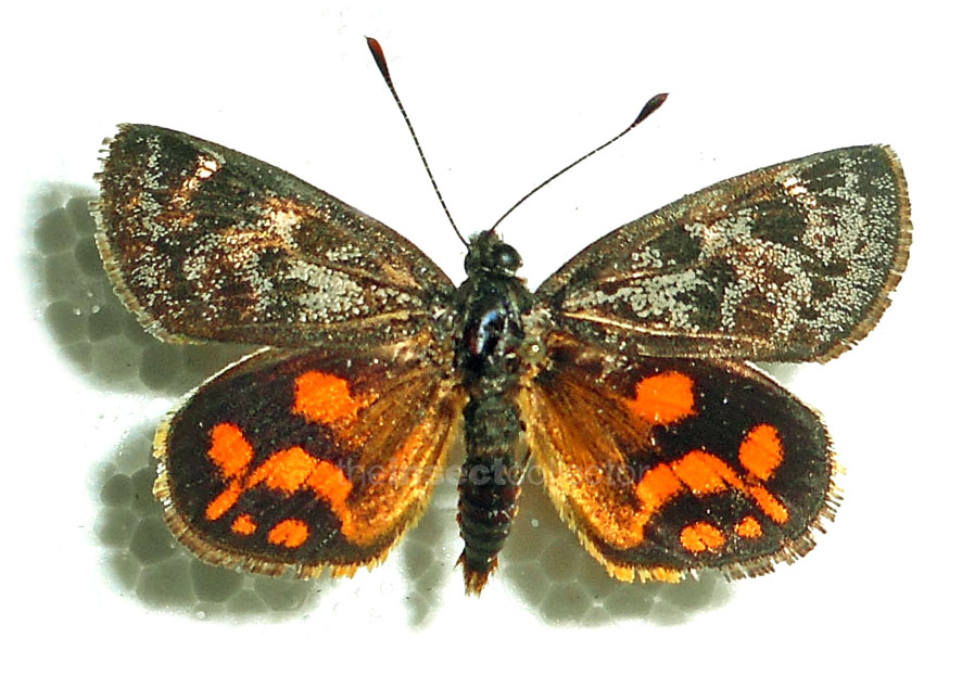 Synemon parthenoides