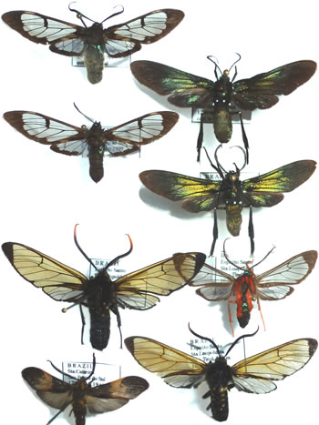 SyntOmidae undetermined species
